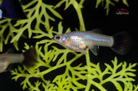 Hochzucht Guppy Metal Snakeskin Blue Tail *DNZ* - Guppy4Friends