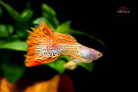 Albino-Guppy-Metal-snakeskin-redlace-snake-skin-red-lace-rose-tail-Guppy-Poecilia-reticulata-online-kaufen-Guppy-bestellen