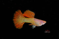 Guppy Metal Snakeskin Red Lace ALBINO / Hochzucht Guppy Poecilia reticulata *DNZ*