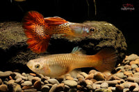 Poecilia-reticulata-Metal-snakeskin-red-