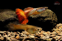 Poecilia-reticulata-Metal-snakeskin-red-Versand-von-Guppys