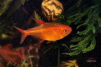 Hyphessobrycon-sp-muzel-red-cherry-salmler-tetra-MUZELRED-Biotop-Salmler-Tetras-knallroter-fisch-intensives-Rot-leuchtende-Farben-Muzel-Tetra