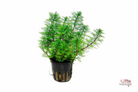 Myriophyllum-mattogrossense-Matto-Grosso-Tausendblatt-Stängelpflanze-Hintergrundpflanze-buschiger-wuchs-federleicht