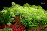 Myriophyllum mattogrossense / Tausendblatt / Topf
