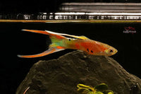 Hochzucht-Guppys-Neonbunt-Doppelschwert-Rainbowguppy-Rainbow-Guppy-Doublewsword-Fische-online-kaufen-Zierfische-bestellen