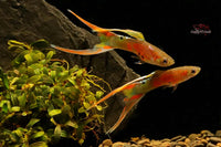 Hochzucht-Guppys-Neonbunt-Doppelschwert-Rainbowguppy-Rainbow-Guppy-Doublewsword-Fische-online-kaufen-Zierfische-bestellen