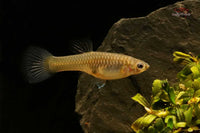 Hochzucht-Guppys-Neonbunt-Doppelschwert-Rainbowguppy-Rainbow-Guppy-Doublewsword-Fische-online-kaufen-Zierfische-bestellen