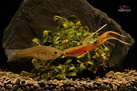 Hochzucht-Guppys-Neonbunt-Doppelschwert-Rainbowguppy-Rainbow-Guppy-Doublewsword-Fische-online-kaufen-Zierfische-bestellen