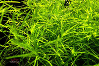 Nixkraut - Najas guadalupensis / 250ml und 500ml Portionen