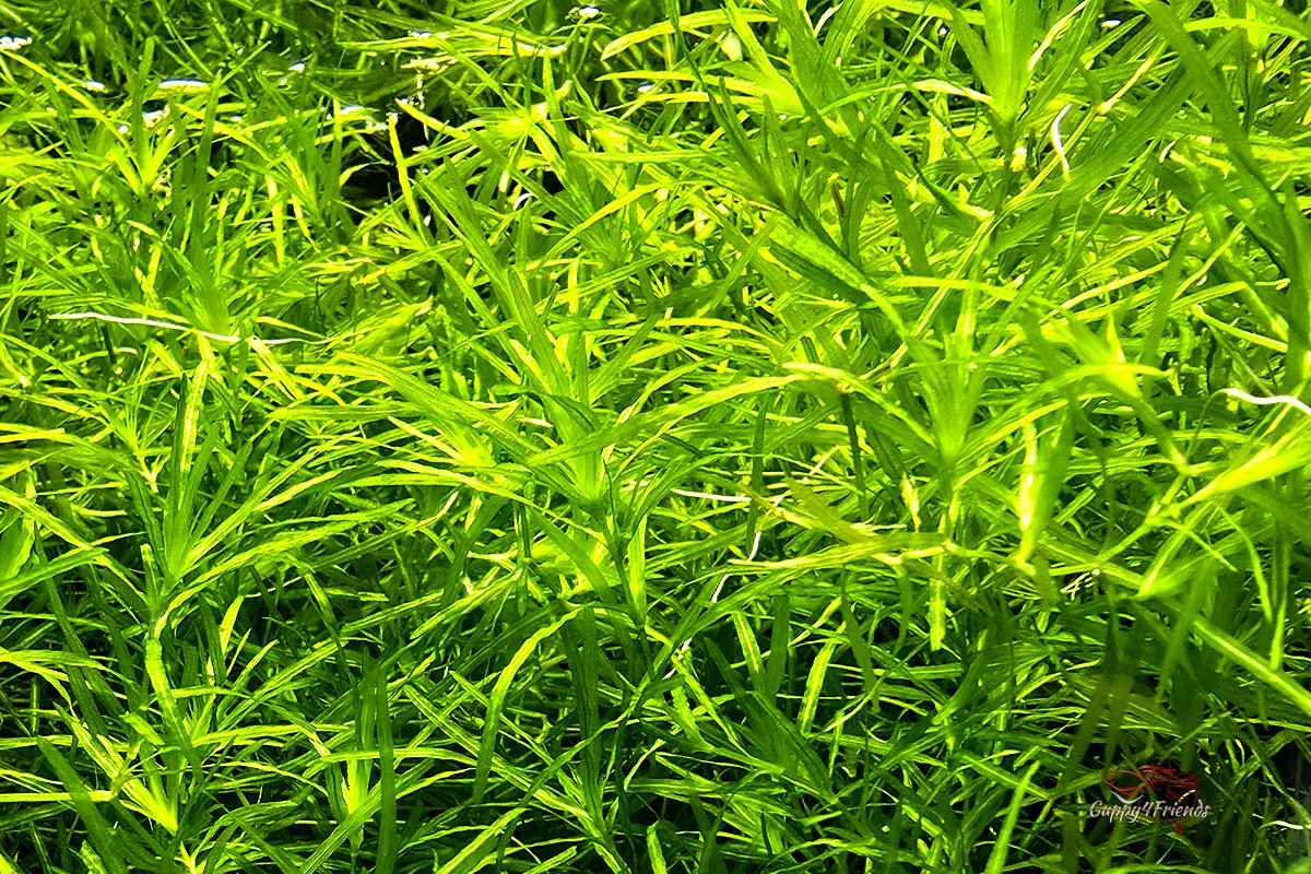 Guppygras-Guppykraut-najas-guadalupensis-nixkraut-schwimmpflanze-zuchtbecken-auzucht-fischbrut-Algenbekämpfung-gegen-Algen
