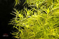 Nixkraut - Najas guadalupensis / 250ml und 500ml Portionen