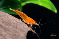 Neocaridina-orange-sakura-orange-sunkist-zwerggarnelen-online-bestellen-wirbellose-aquarium-Hartwasser-Garnelen-shrimp