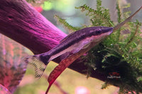 Ohrgitter-Harnischwels - Otocinclus affinis - ALGENFRESSER