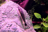 Ohrgitter-Harnischwels - Otocinclus affinis - ALGENFRESSER