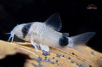 Hoplisoma Panda / Panda-Panzerwels *DNZ*