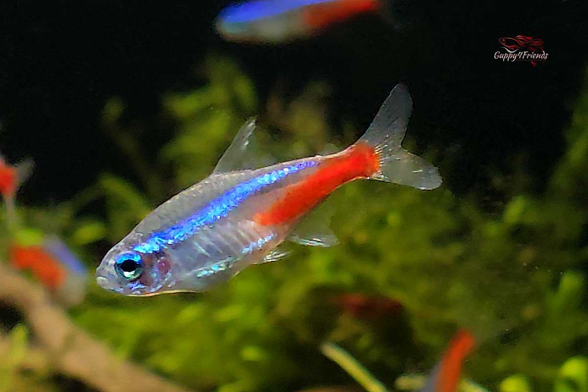 Neonfisch-Neon-Salmler-Neonsalmler-Neontetra-schwarmfisch-Neon-online-kaufen-fische-bestellen-Paracheirodon-innesi