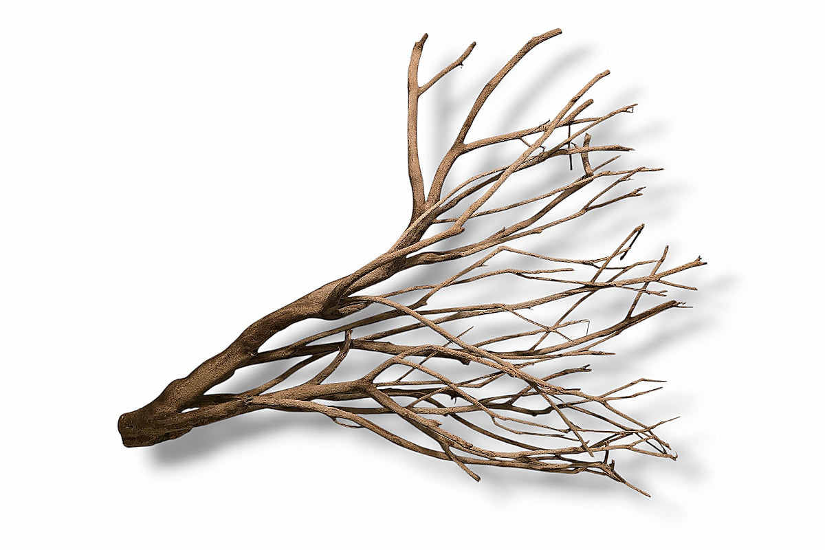 Talawa Wood / Talawaholz / Talawawurzel ca. 69 x 16 x 53cm - Einzelstück!