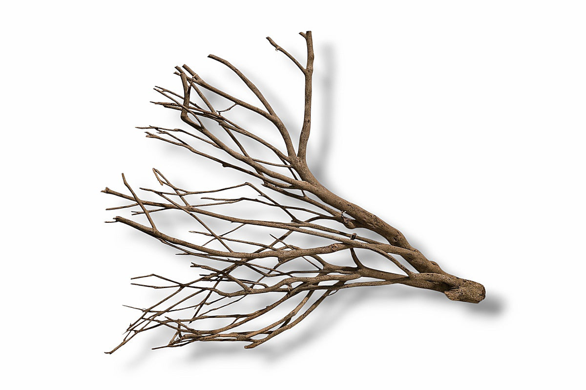 Talawa Wood / Talawaholz / Talawawurzel ca. 69 x 16 x 53cm - Einzelstück!