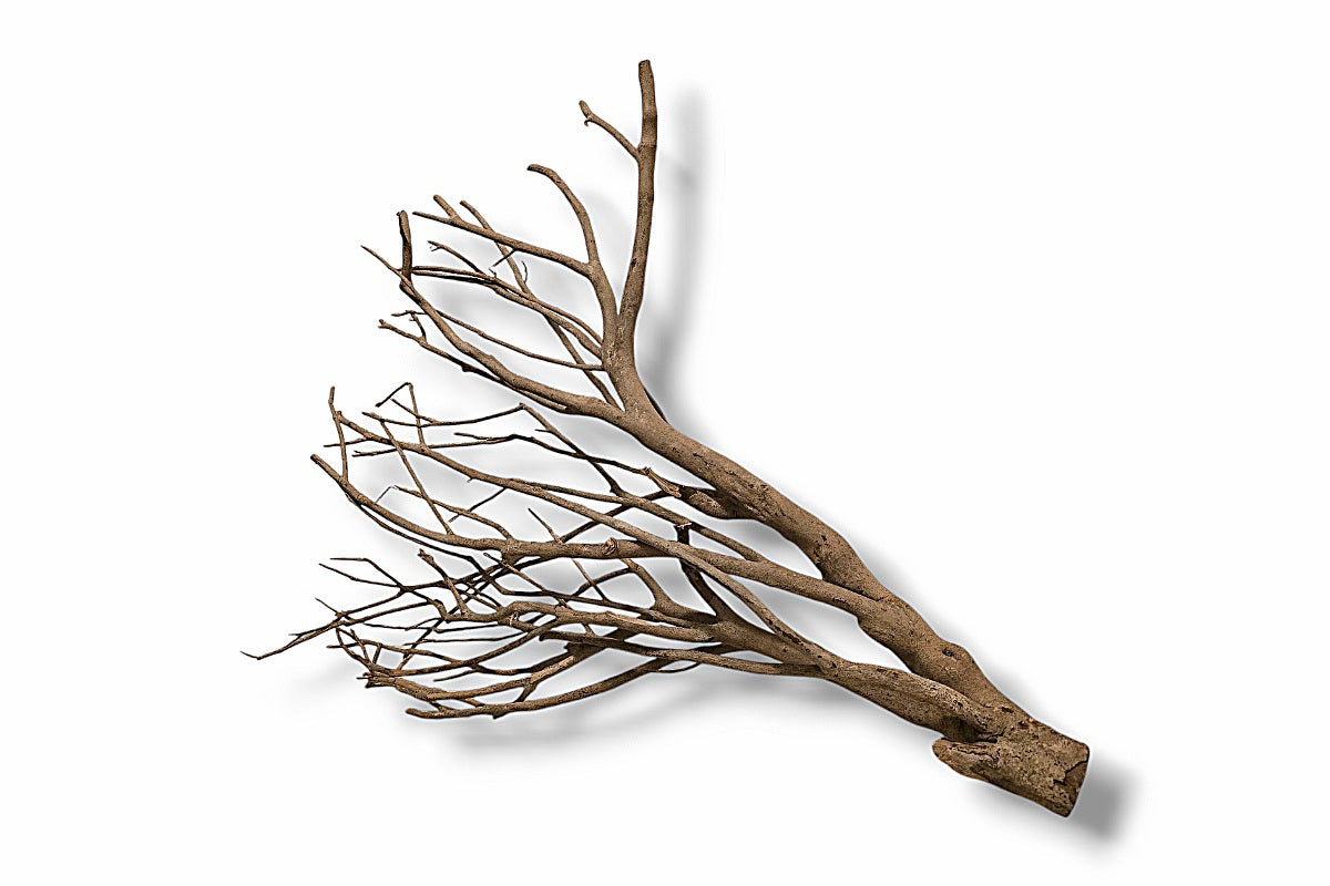Talawa Wood / Talawaholz / Talawawurzel ca. 69 x 16 x 53cm - Einzelstück!