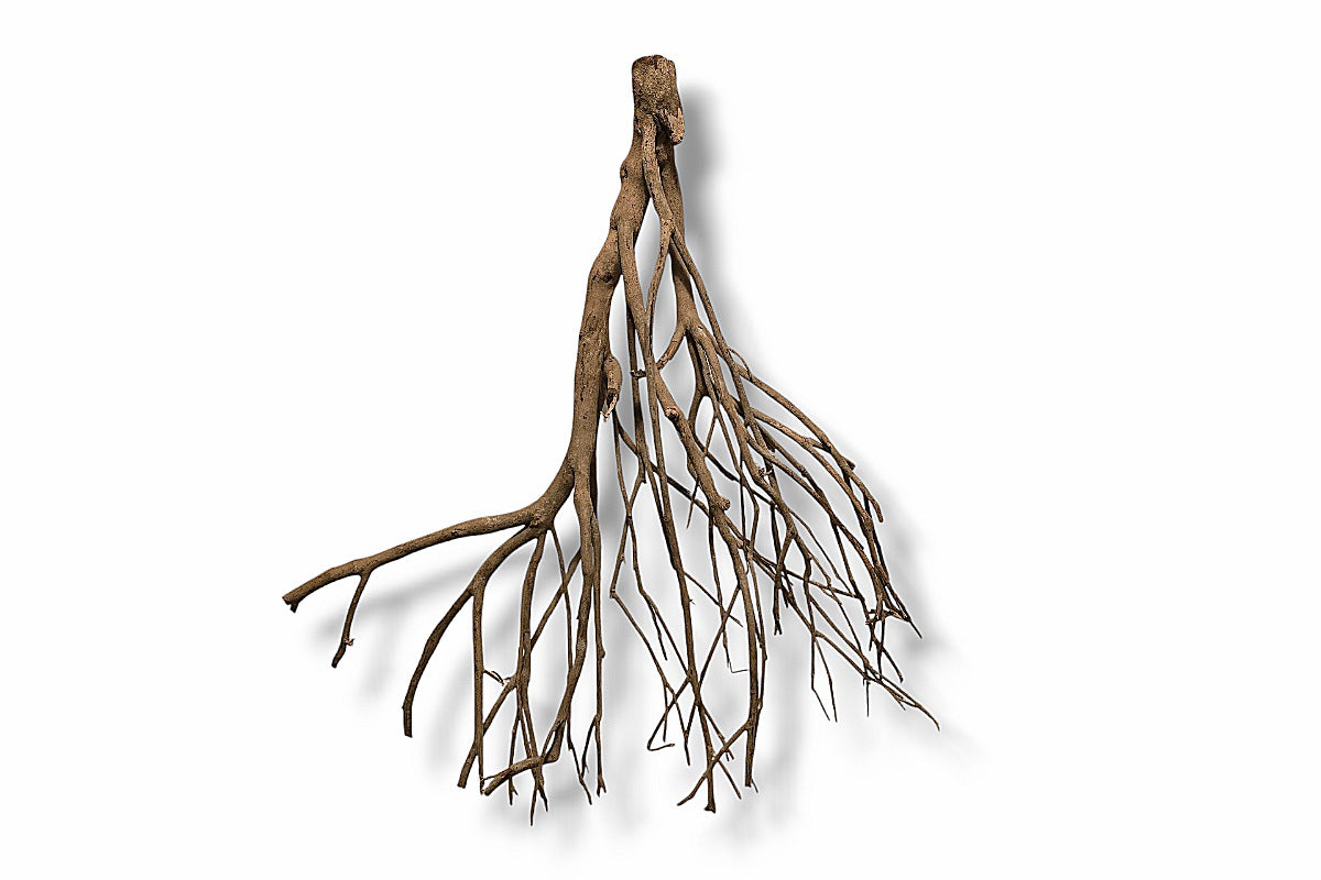 Talawa Wood / Talawaholz / Talawawurzel ca. 69 x 16 x 53cm - Einzelstück!