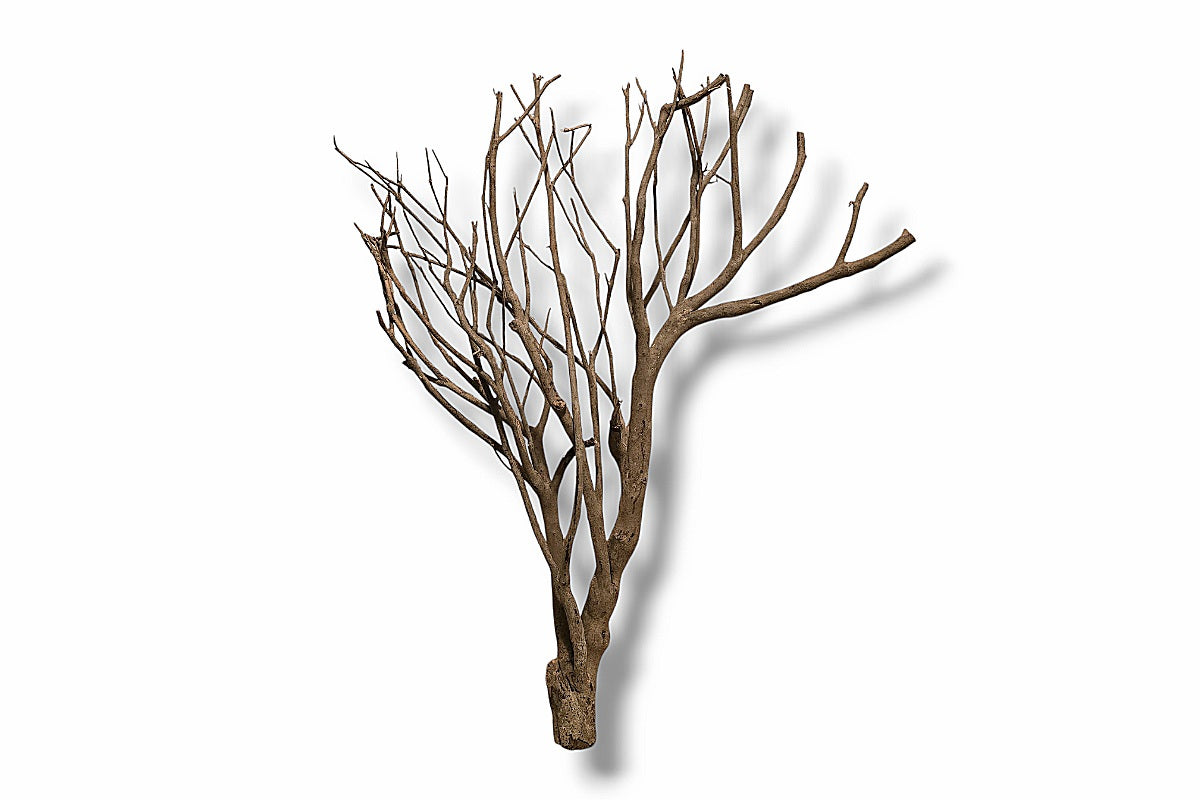 Talawa Wood / Talawaholz / Talawawurzel ca. 69 x 16 x 53cm - Einzelstück!