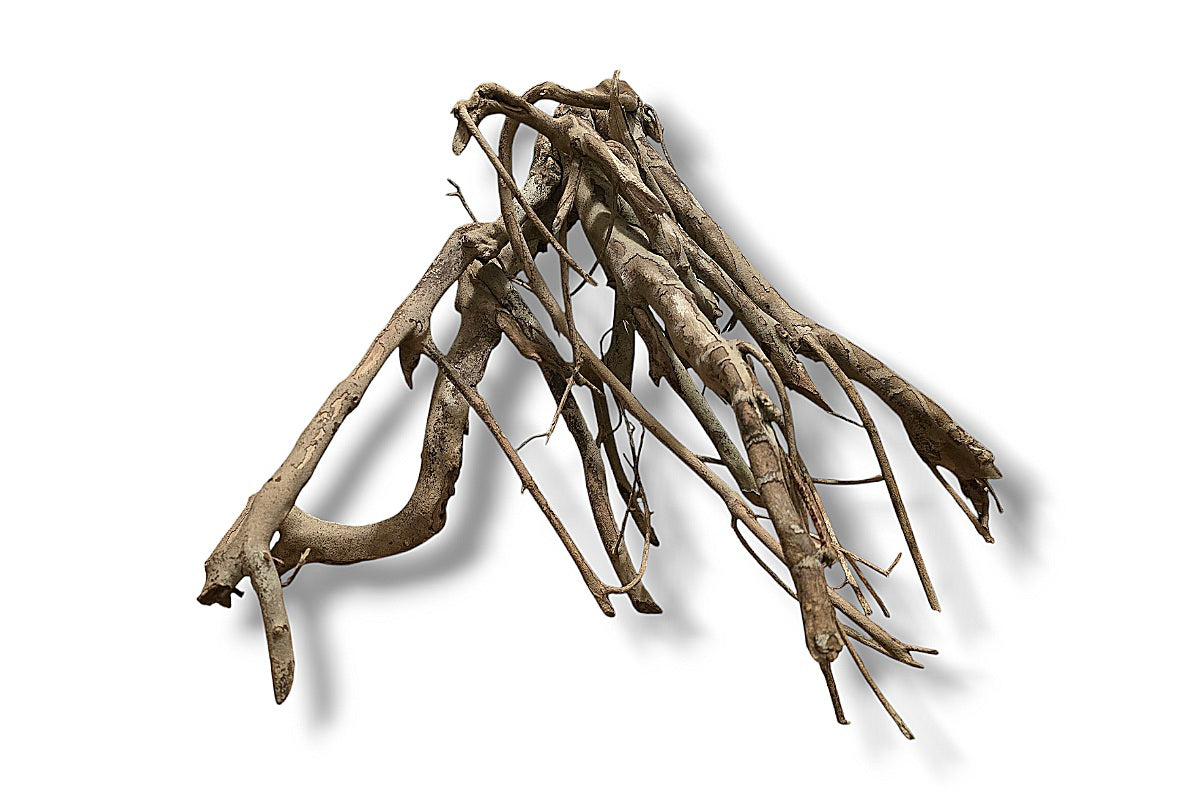 Talawa Wood / Talawaholz / Talawawurzel ca. 63 x 46 x 42cm - Einzelstück!