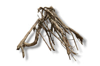 Talawa Wood / Talawaholz / Talawawurzel ca. 63 x 46 x 42cm - Einzelstück!