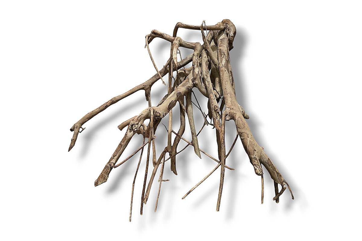 Talawa Wood / Talawaholz / Talawawurzel ca. 63 x 46 x 42cm - Einzelstück!