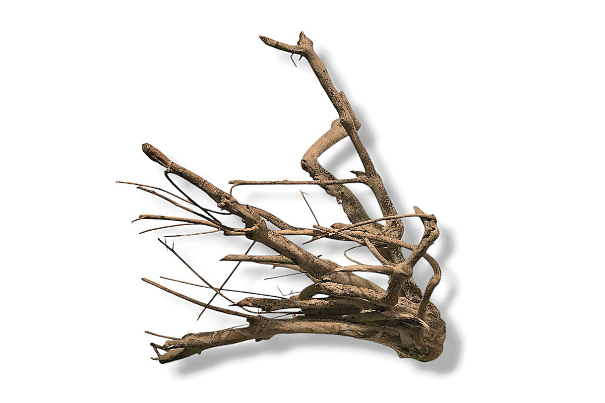 Talawa Wood / Talawaholz / Talawawurzel ca. 63 x 46 x 42cm - Einzelstück!