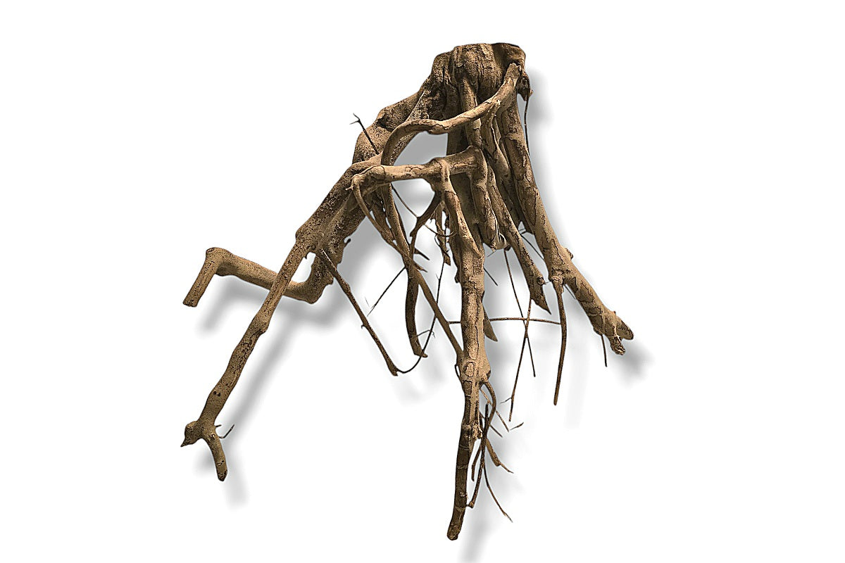 Talawa Wood / Talawaholz / Talawawurzel ca. 63 x 46 x 42cm - Einzelstück!