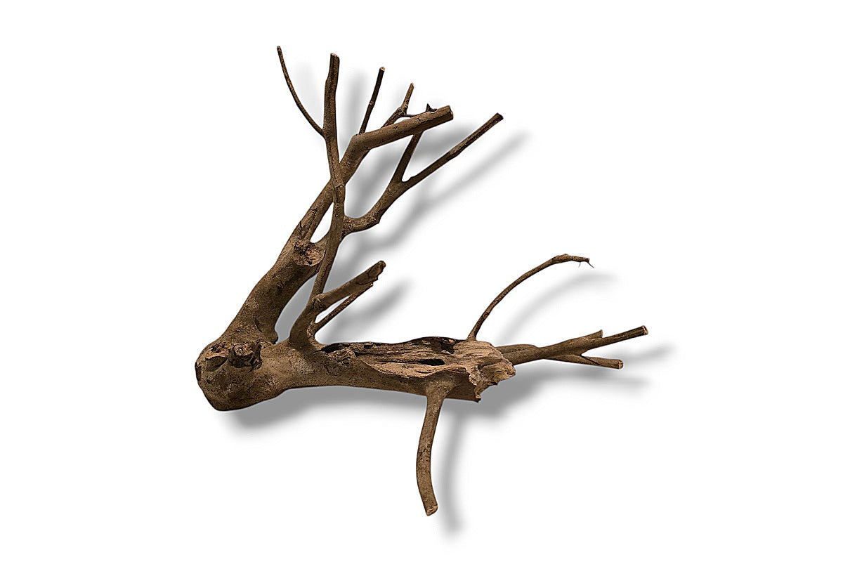 Talawa Wood / Talawaholz / Talawawurzel ca. 37 x 25 x 36cm - Einzelstück!