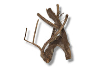 Talawa Wood / Talawaholz / Talawawurzel ca. 53 x 17 x 40cm - Einzelstück!