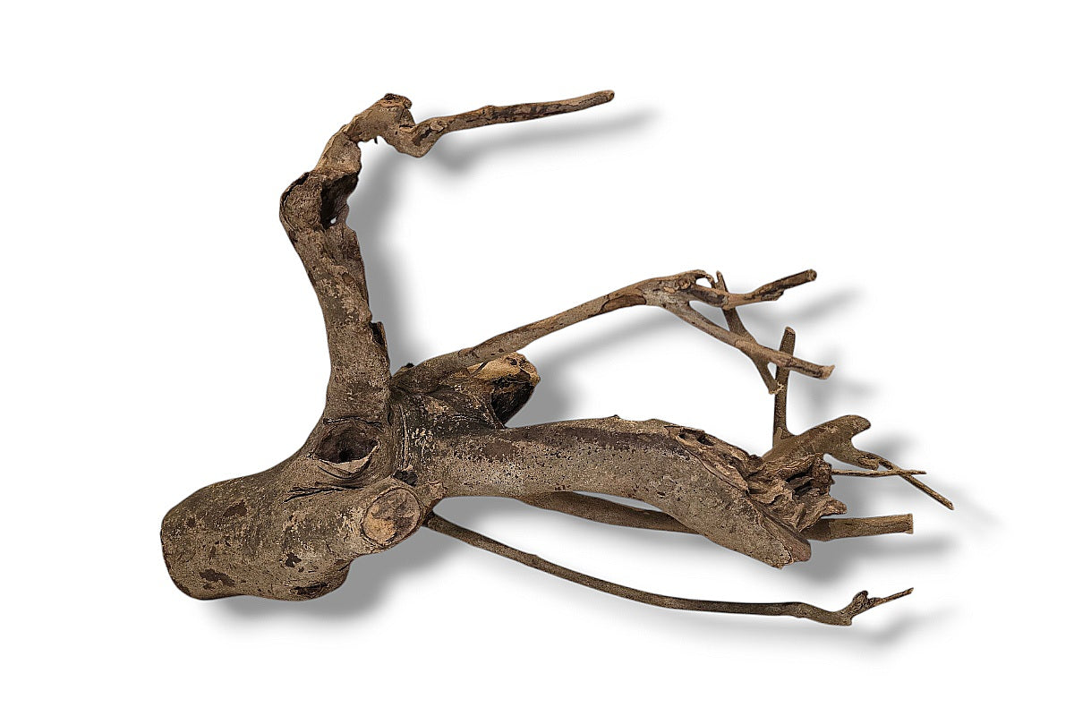 Talawa Wood / Talawaholz / Talawawurzel ca. 46 x 20 x 26cm - Einzelstück!