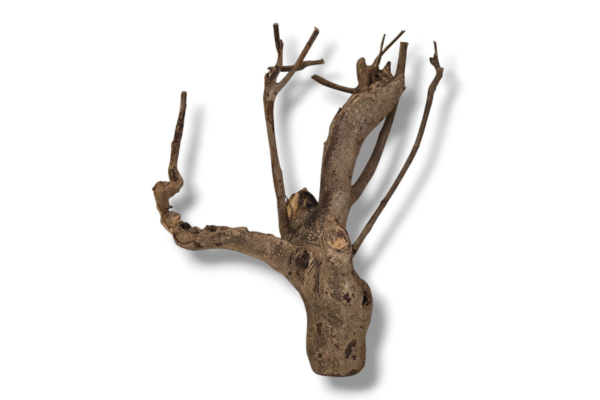 Talawa Wood / Talawaholz / Talawawurzel ca. 46 x 20 x 26cm - Einzelstück!
