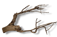 Talawa Wood / Talawaholz / Talawawurzel ca. 67 x 13 x 37cm - Einzelstück!