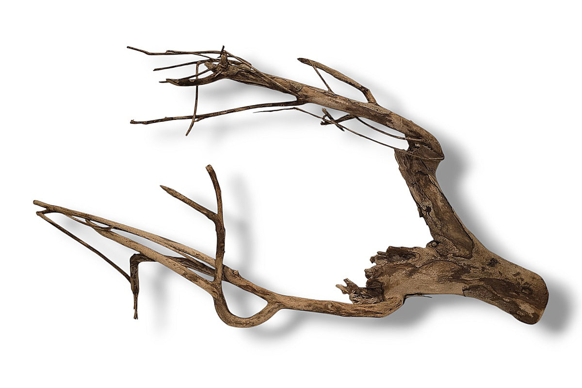 Talawa Wood / Talawaholz / Talawawurzel ca. 67 x 13 x 37cm - Einzelstück!