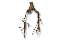 Talawa Wood / Talawaholz / Talawawurzel ca. 67 x 13 x 37cm - Einzelstück!