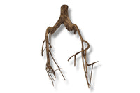 Talawa Wood / Talawaholz / Talawawurzel ca. 67 x 13 x 37cm - Einzelstück!