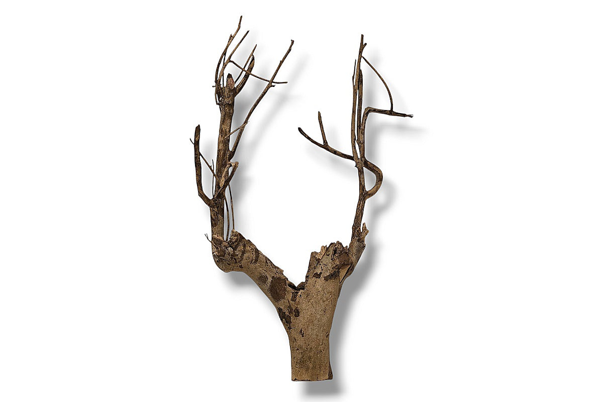 Talawa Wood / Talawaholz / Talawawurzel ca. 67 x 13 x 37cm - Einzelstück!