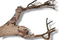 Talawa Wood / Talawaholz / Talawawurzel ca. 67 x 13 x 37cm - Einzelstück!