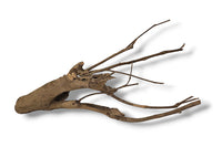 Talawa Wood / Talawaholz / Talawawurzel ca. 58 x 17 x 28cm - Einzelstück!