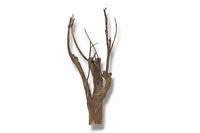 Talawa Wood / Talawaholz / Talawawurzel ca. 58 x 17 x 28cm - Einzelstück!