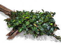 Bucephalandra-Polster-Clump-flora-aquariumpflanze-blühende-wasserpflanze-aufsitzerpflanze