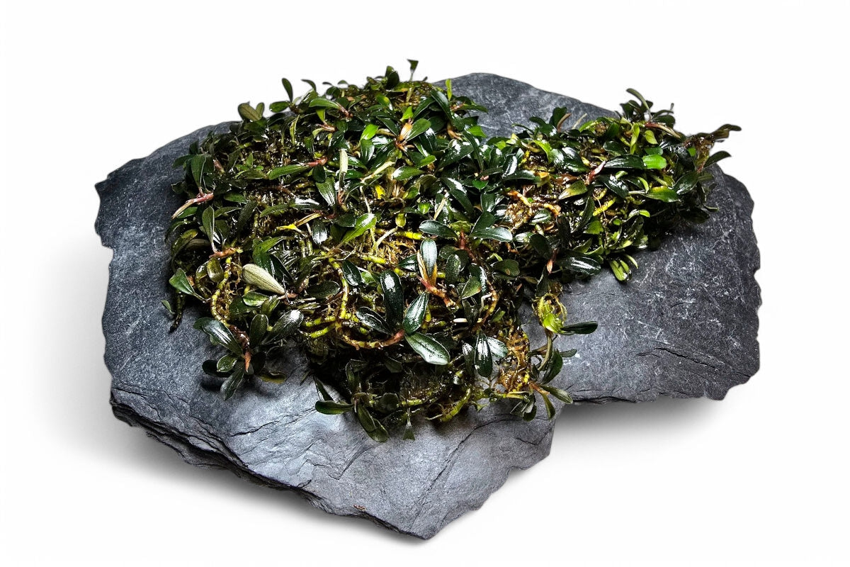 Bucephalandra BROWNIE BROWN MINI/ Clump 18x10cm