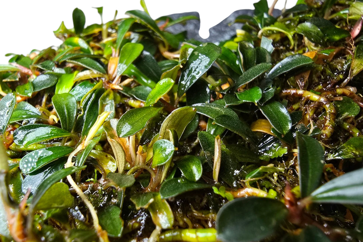 Bucephalandra BROWNIE BROWN MINI/ Clump 18x10cm