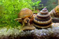 Pianoschnecke / Pinselalgenschnecke (Taia naticoides) - Guppy4Friends