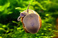 Pianoschnecke / Pinselalgenschnecke (Taia naticoides) - Guppy4Friends