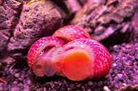 Clithon-Sowerbianum-Geweihschnecke-bunte-Schnecke-Algenfresser-Aquariumschnecke-Snail-Snails