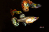 Guppys-online-kaufen-guppys-liefern-lassen-Hochzucht-guppy-bestellen-tierversand-red-dragon-weibchen