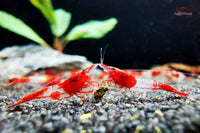 Neocaridina davidi RED RILI Zwerggarnele *DNZ* - Guppy4Friends